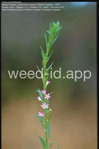 loosestrife, hyssop